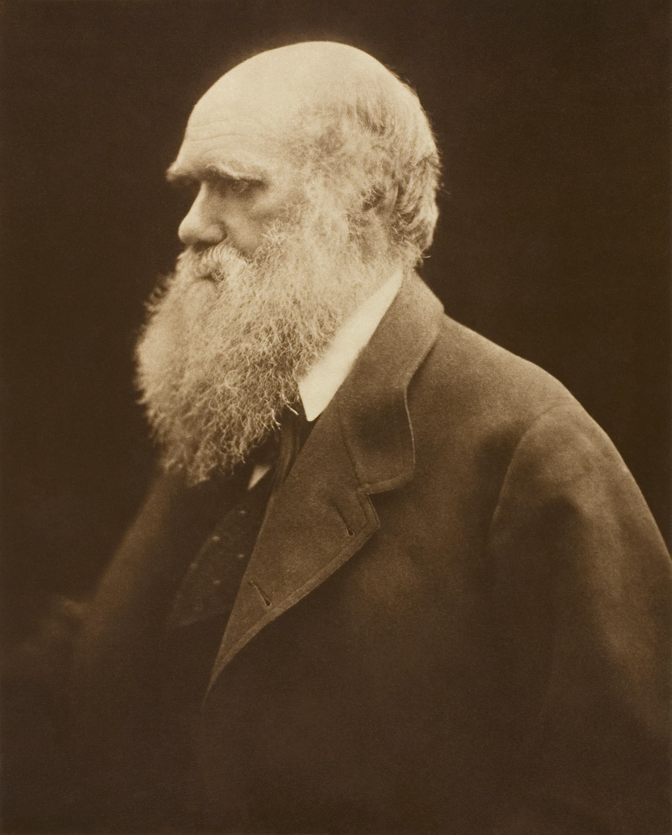 Julia Margaret Cameron's profile portrait of Charles Darwin around 1868